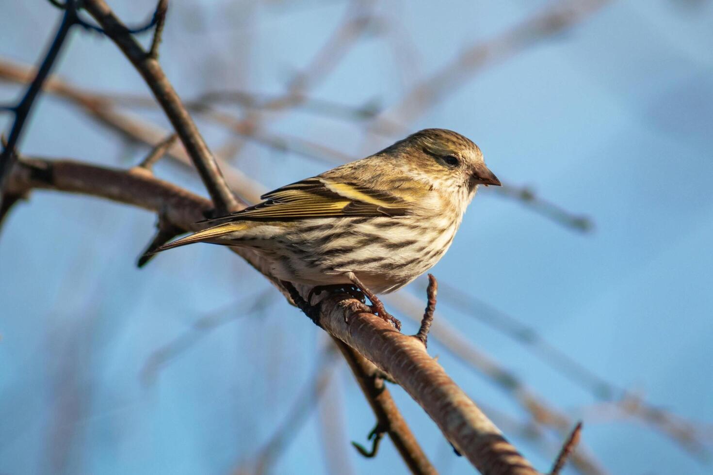 Graceful Rest Sparrow Alights on a Majestic Branch photo
