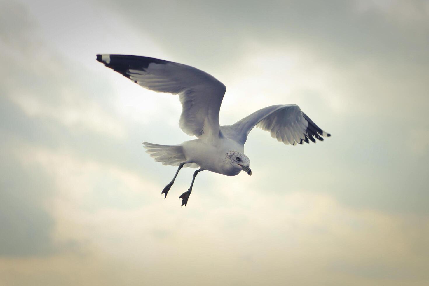 Snowy Wings Descend A White Sea Bird Takes Flight photo