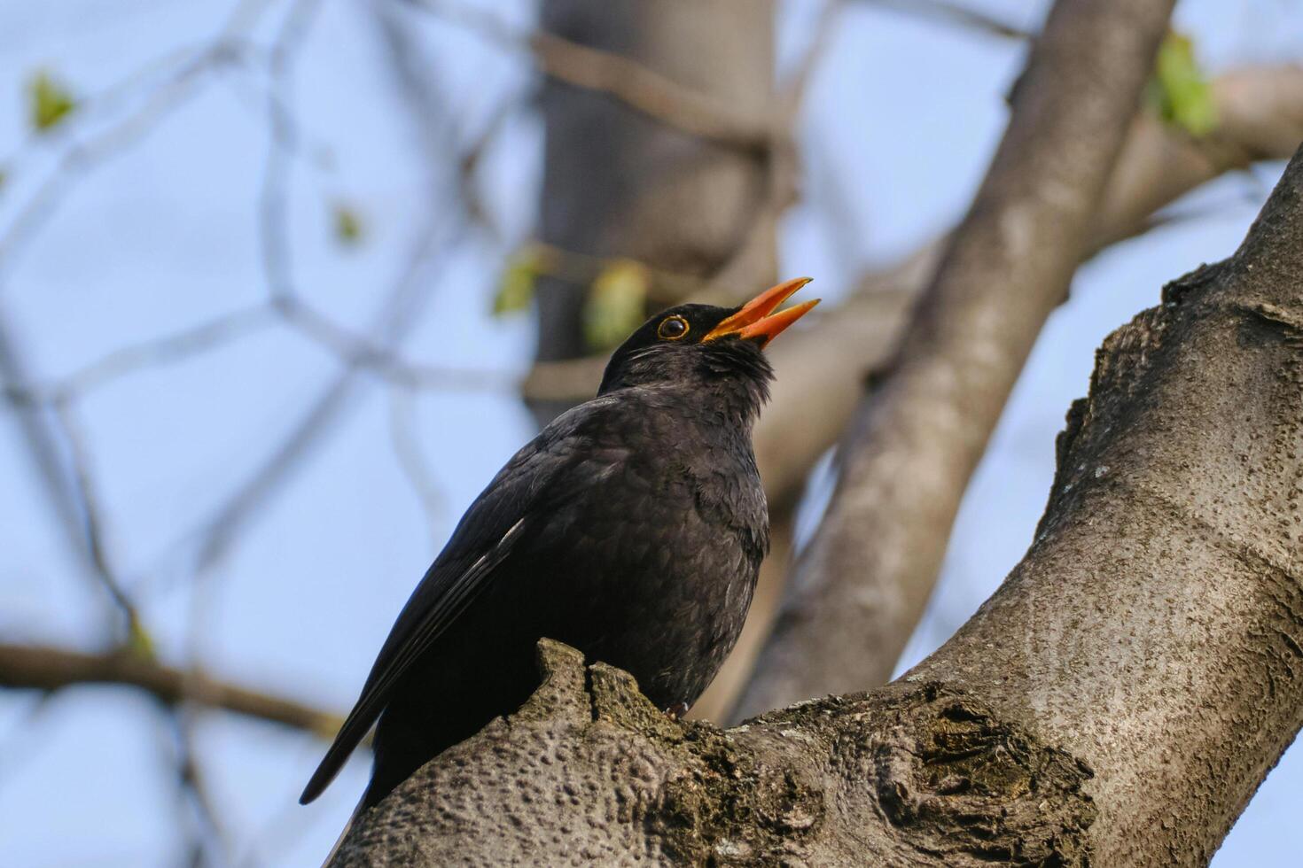Observant Observer The Indian Myna's Watchful Perch photo