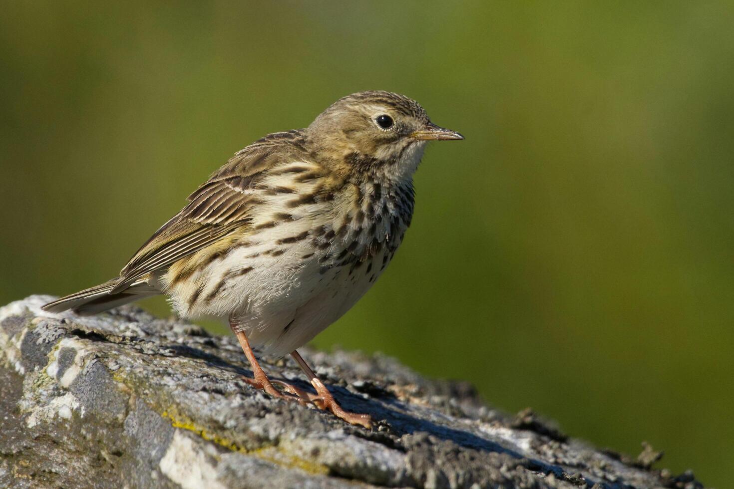 Watch out for sparrows sitting on the roof photo