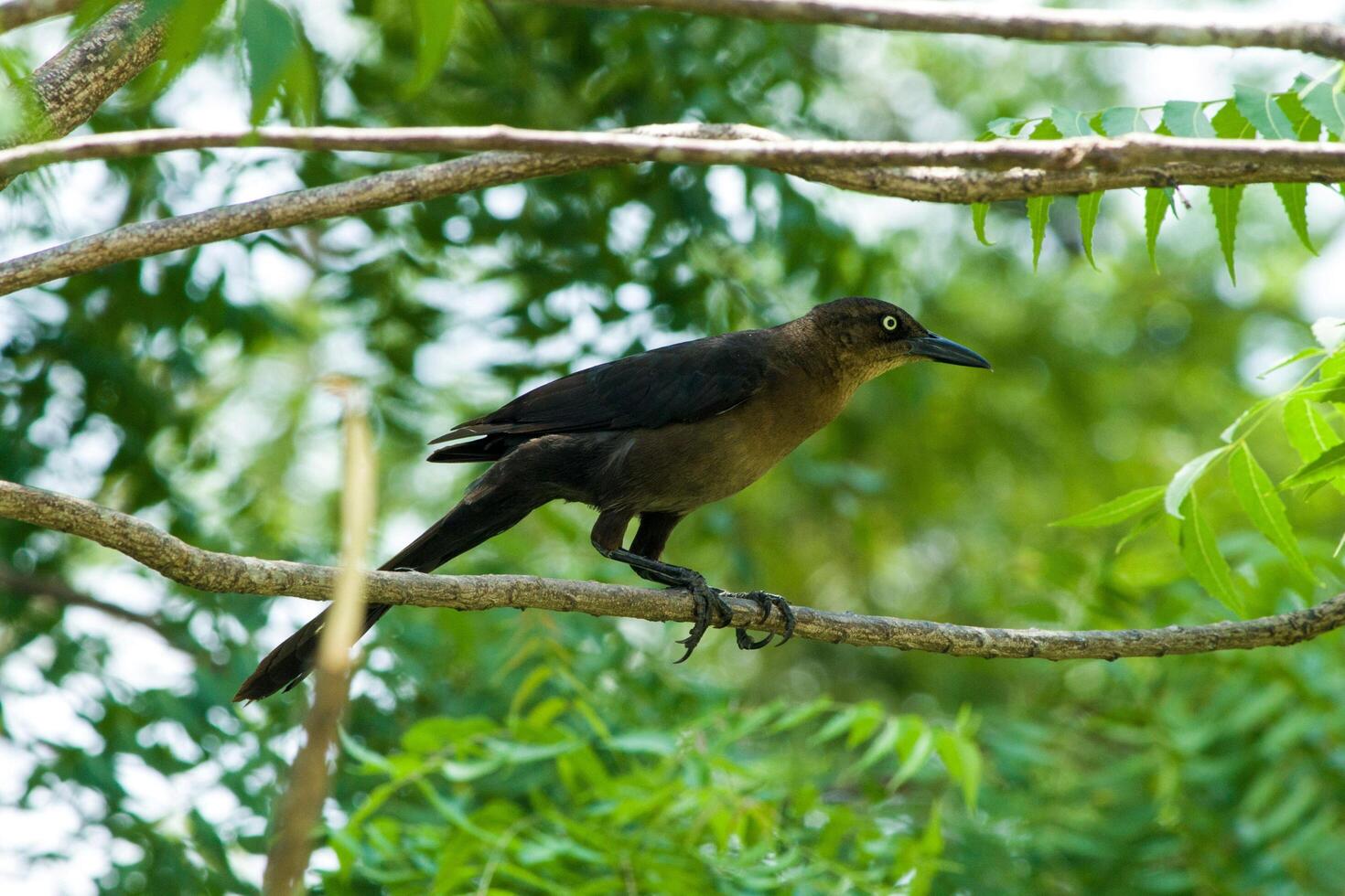 Perched Majesty The Mountain Myna Bird on its Branch Throne photo