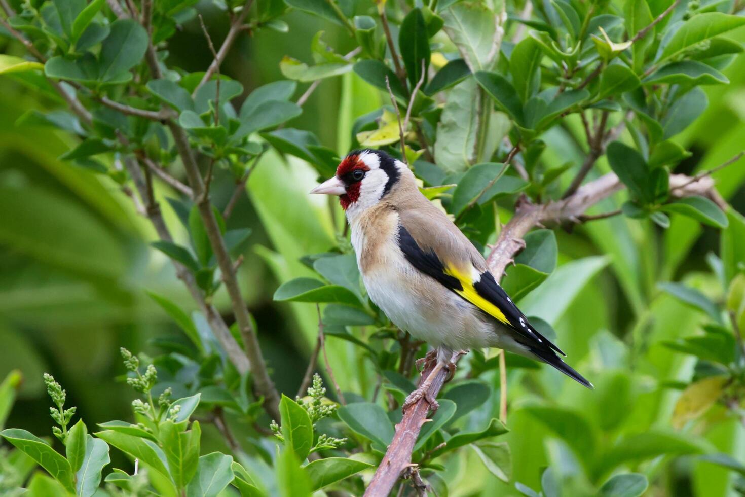 Perched Poetry The Sparrow's Branch photo