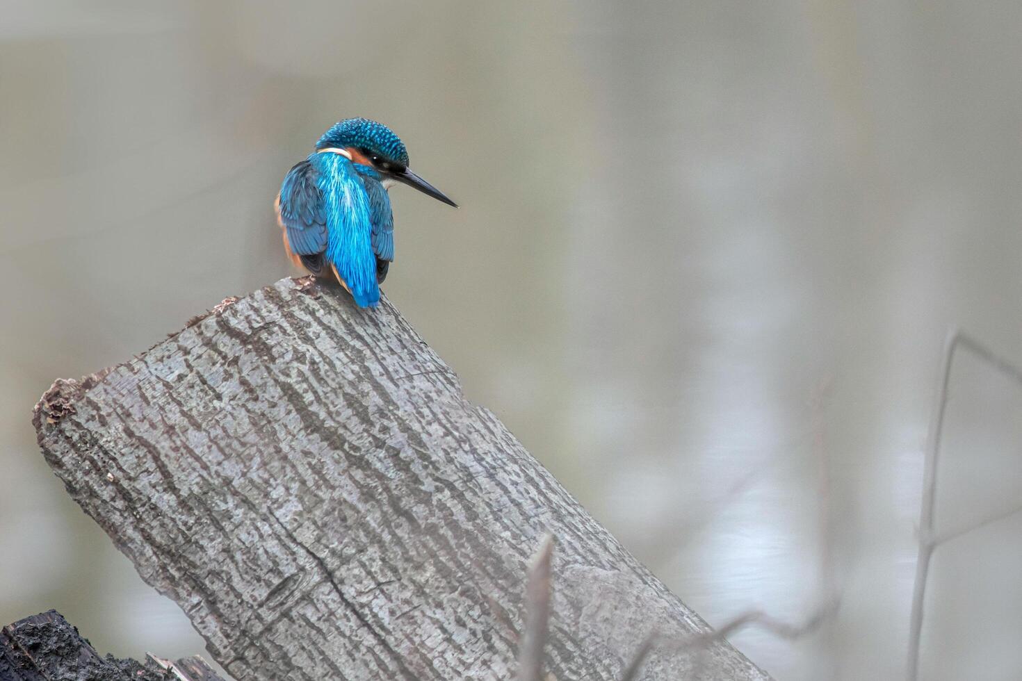 Regal Below Observing the Kingfisher from a Silent Perch photo