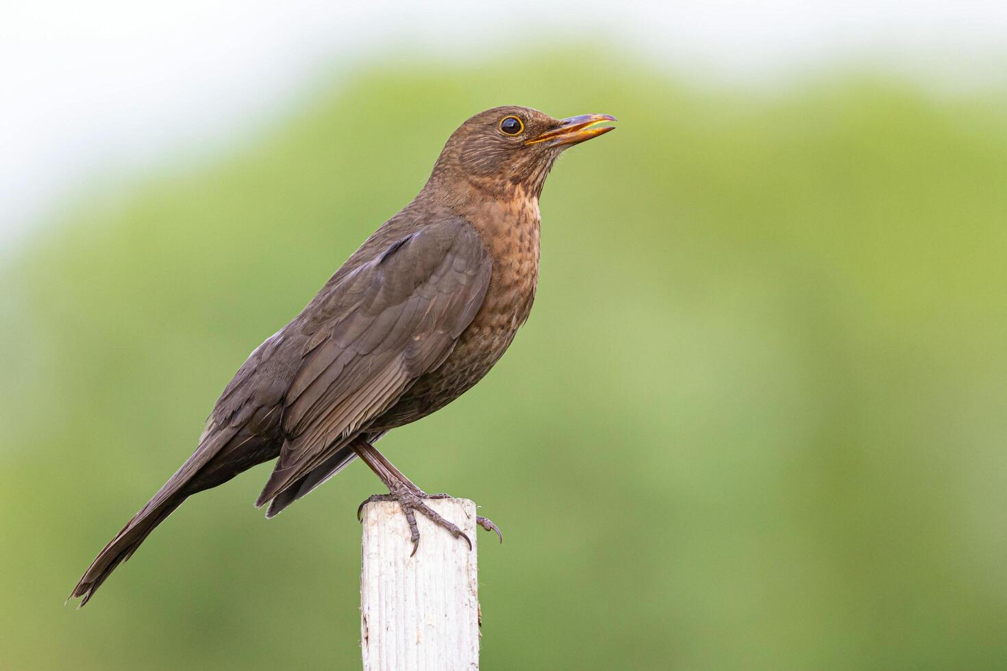 Silent Guardian The Myna Perched photo