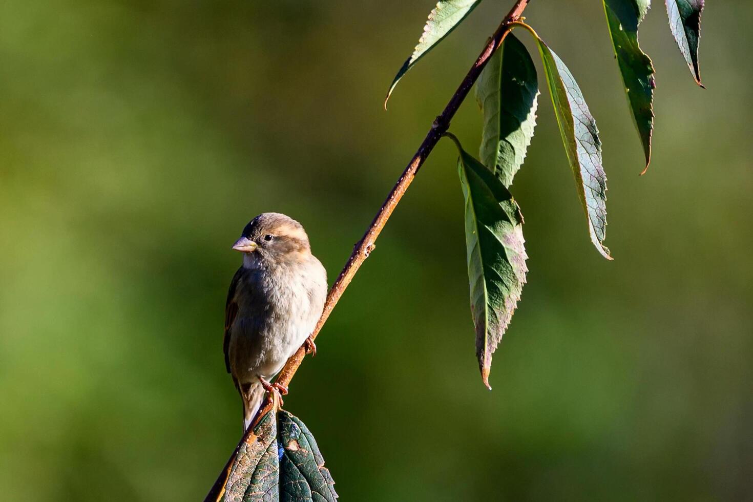 Perched Serenity Sparrow Resting on Leafy Bough photo