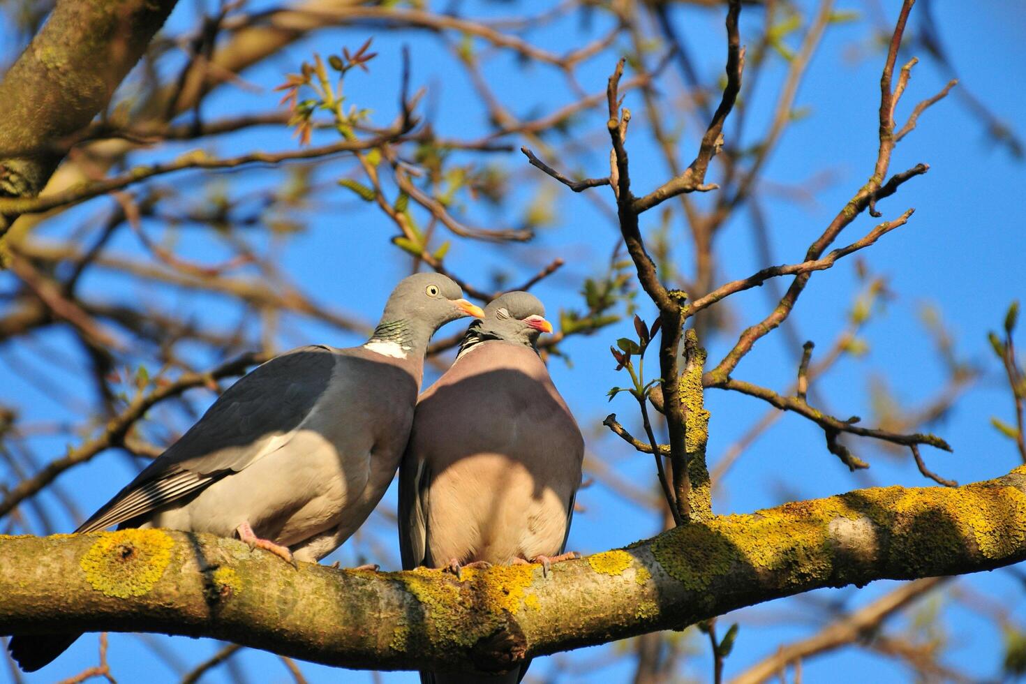 A Fluttering Embrace The Love Moment of Two Doves photo