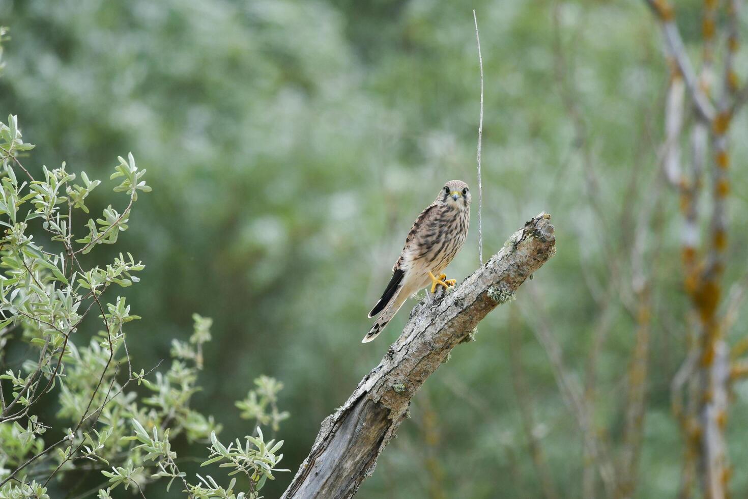 Sparrow Silent Watch on the Branch photo