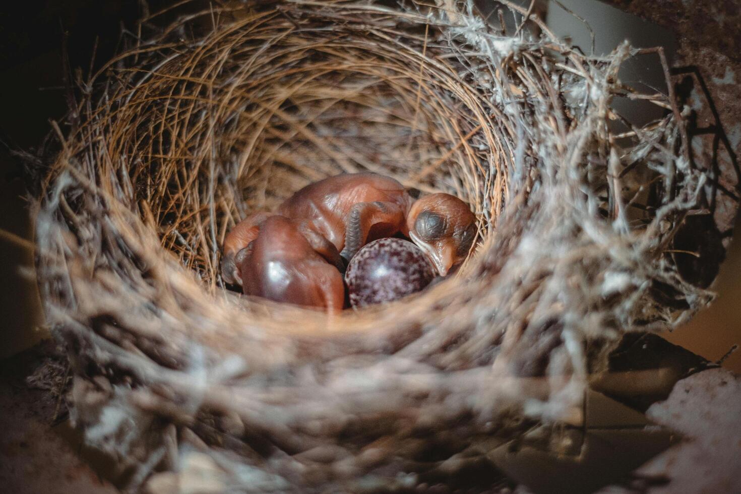 Nestlings in Residence Newly Hatched Chicks photo