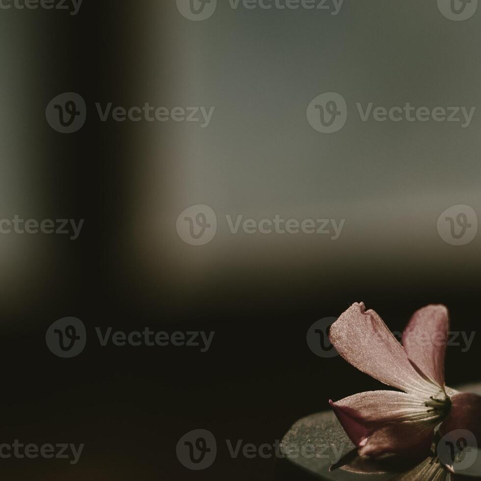 Flower in black gradient background photo