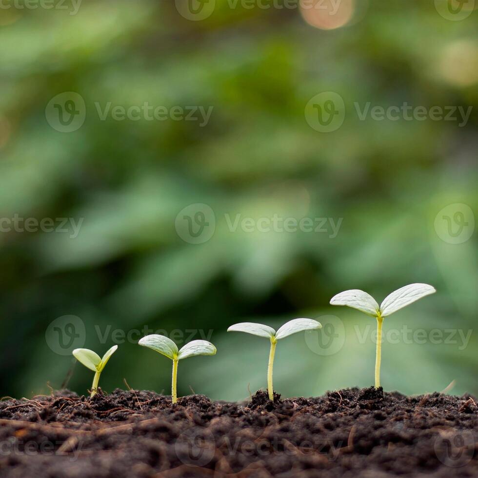 Tree plant abstract image background photo