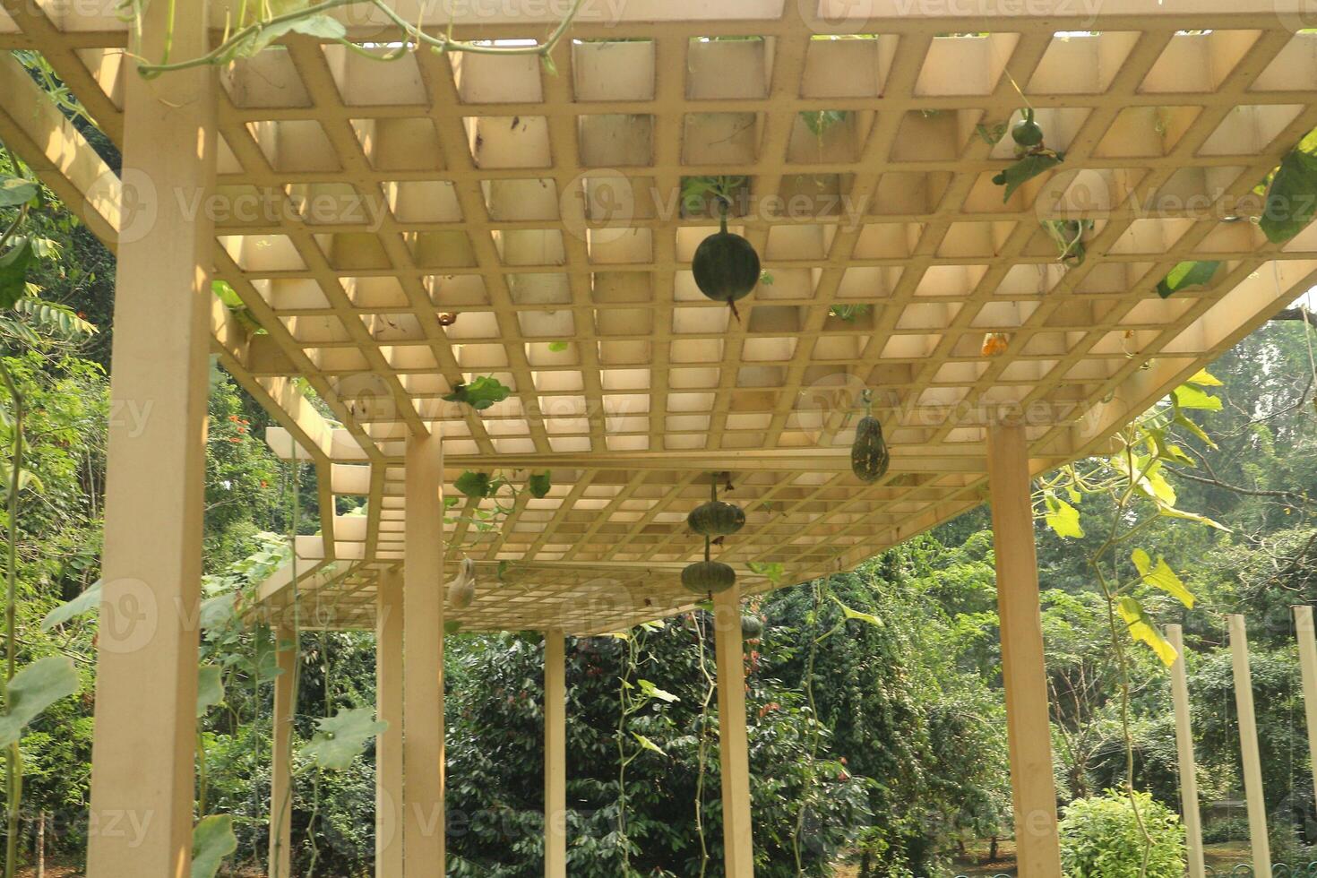 Pumpkin farm that grow on the roof photo