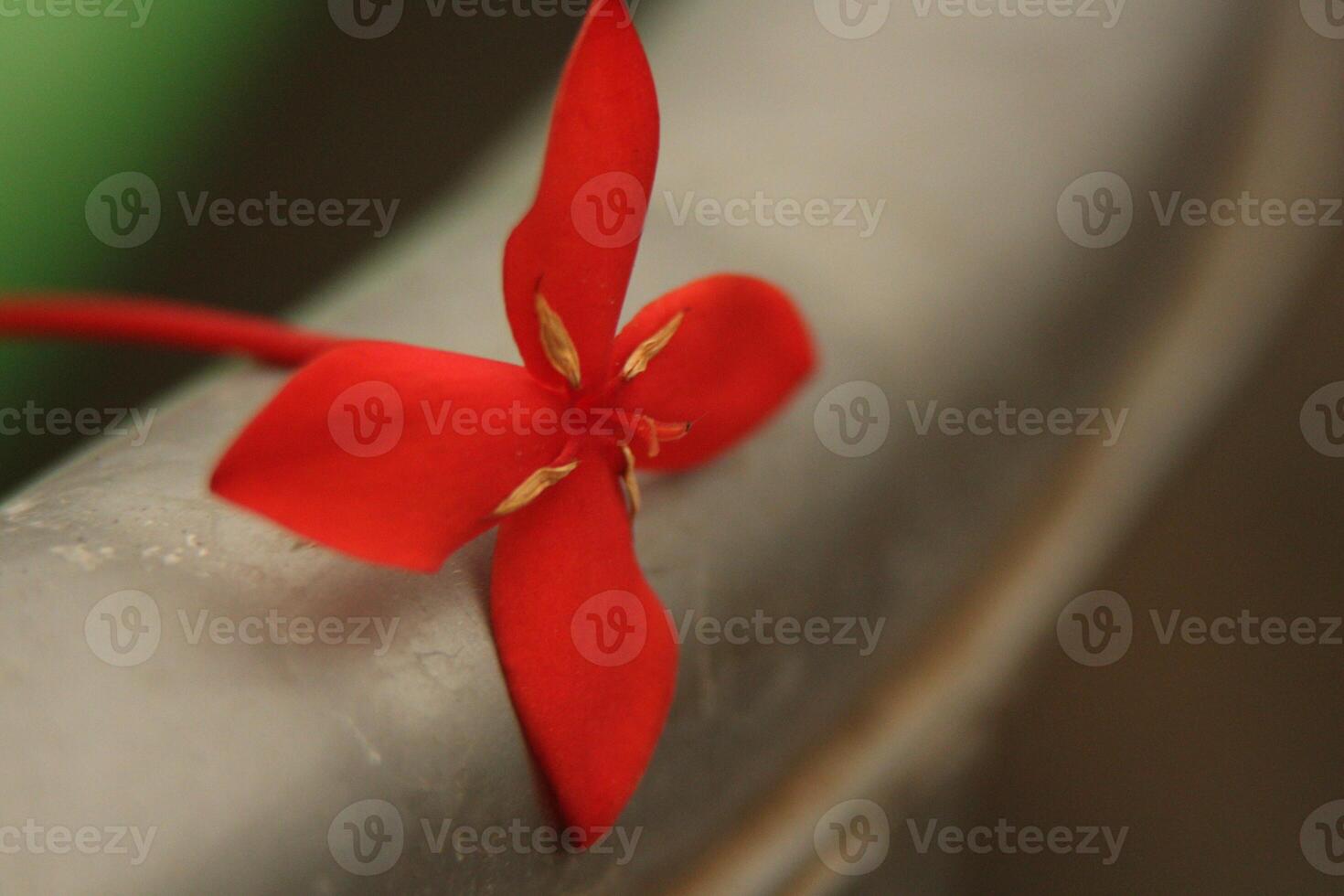 Single red flower with four petals, macro shot photo
