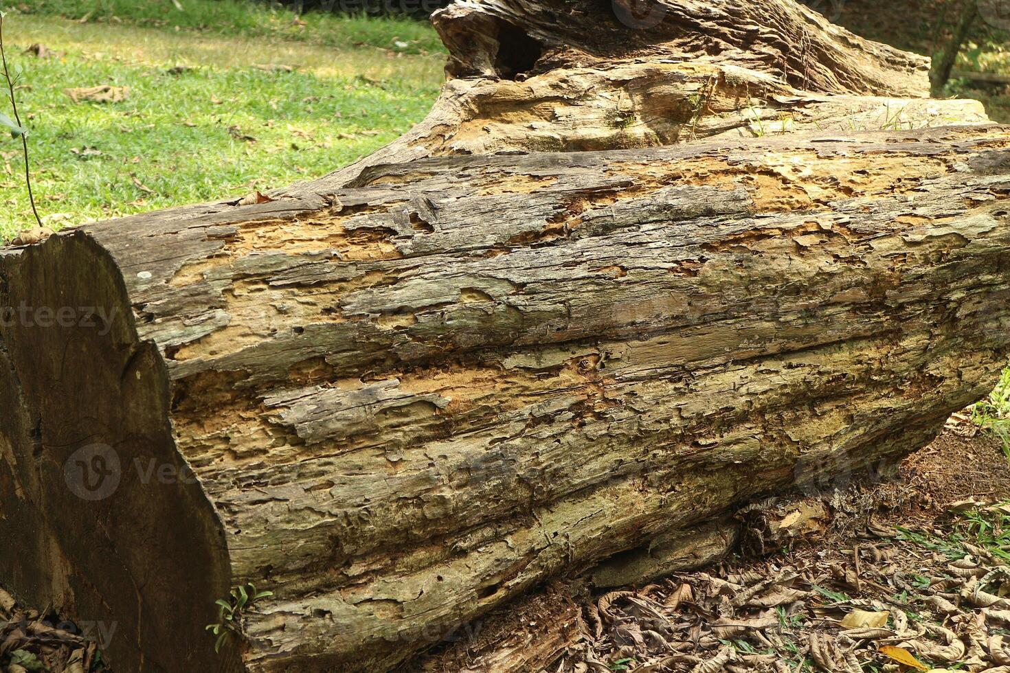 Big rotten wood log on the botanical garden photo
