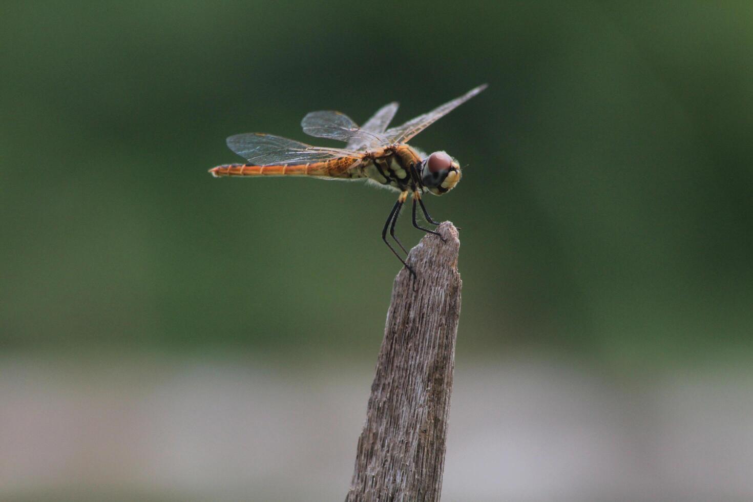 A dragonfly is perched on a stick photo