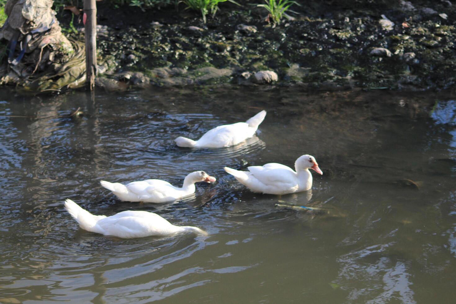 A group of white swans swimming in a pond photo