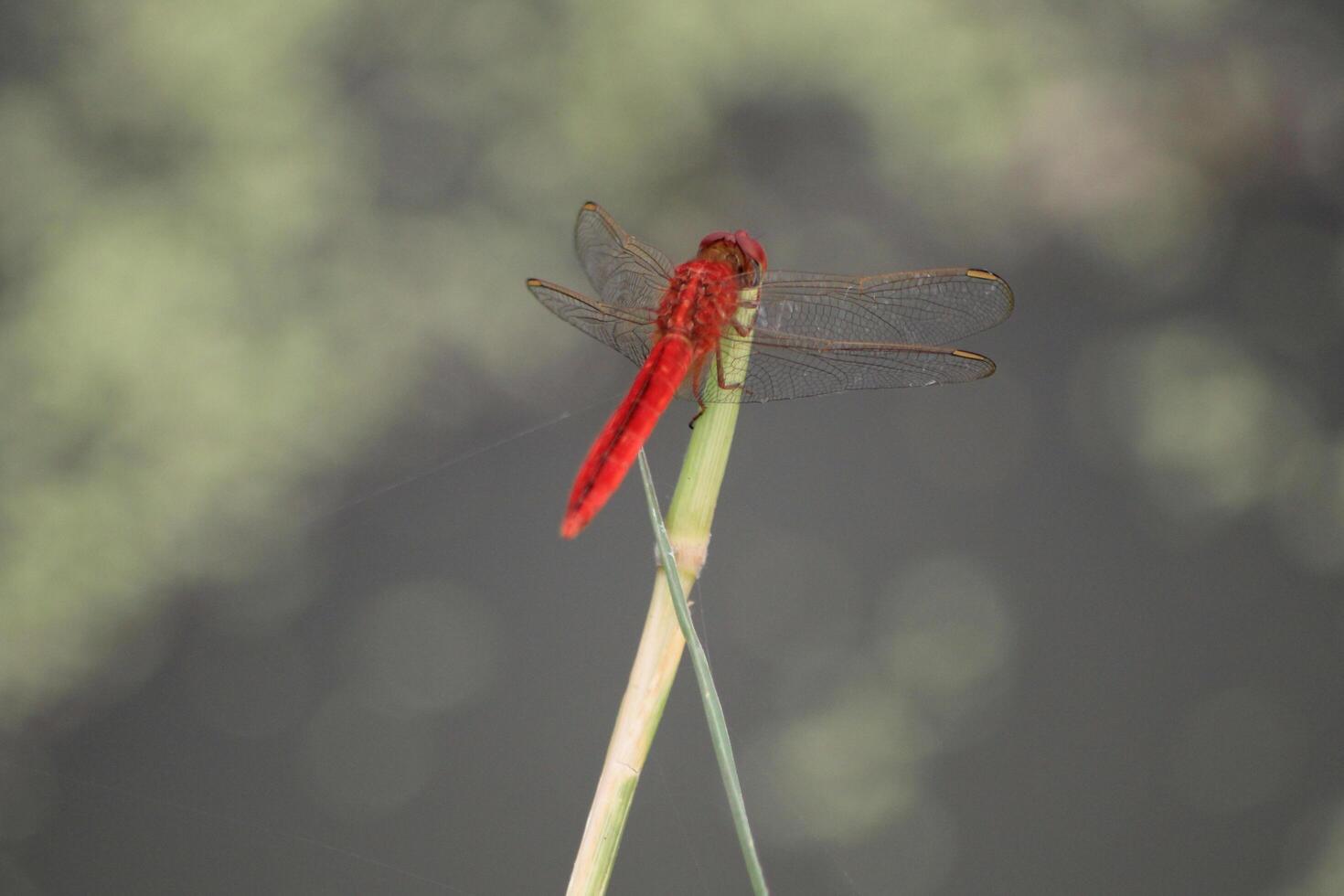 A red dragonfly on a stem photo