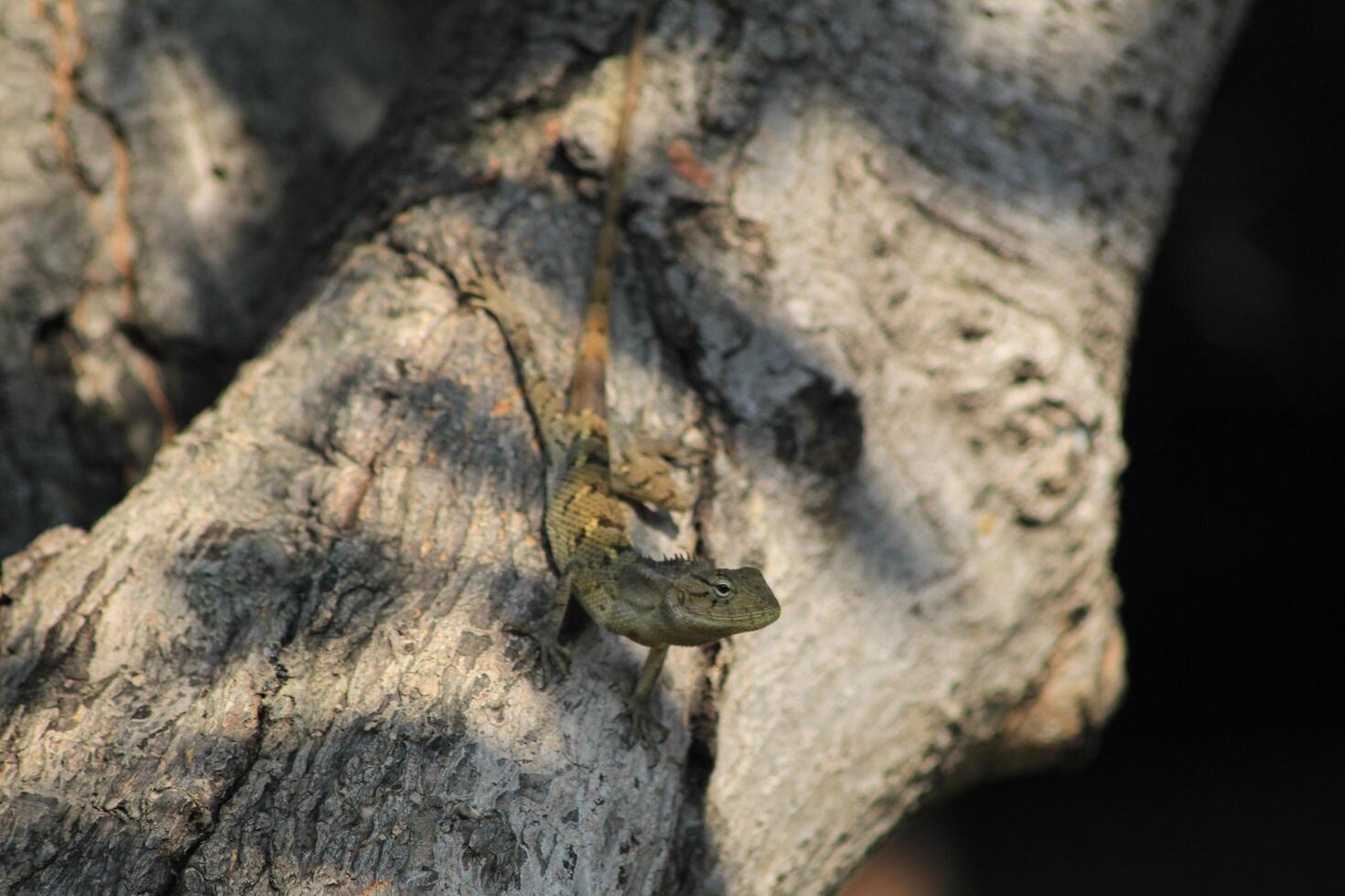 A lizard is sitting on a tree branch photo