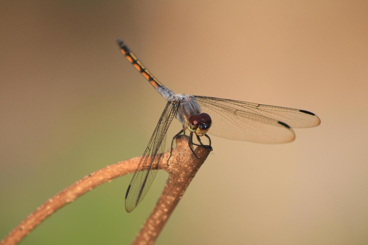 A dragonfly sits on a twig photo