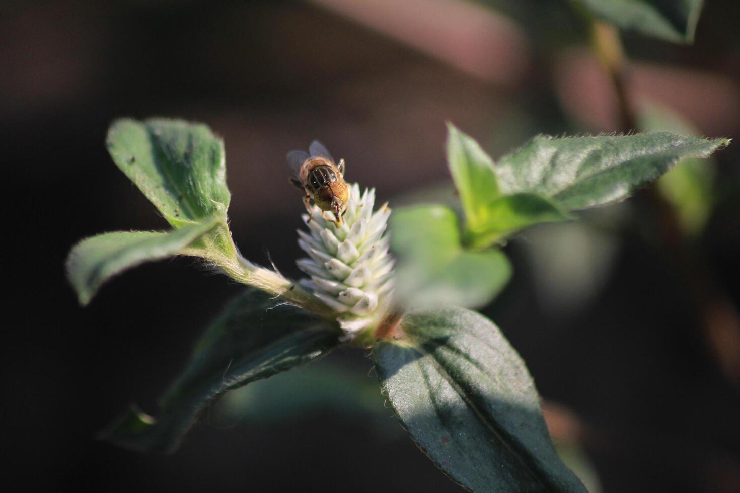 A bee on a plant with a green leaf photo