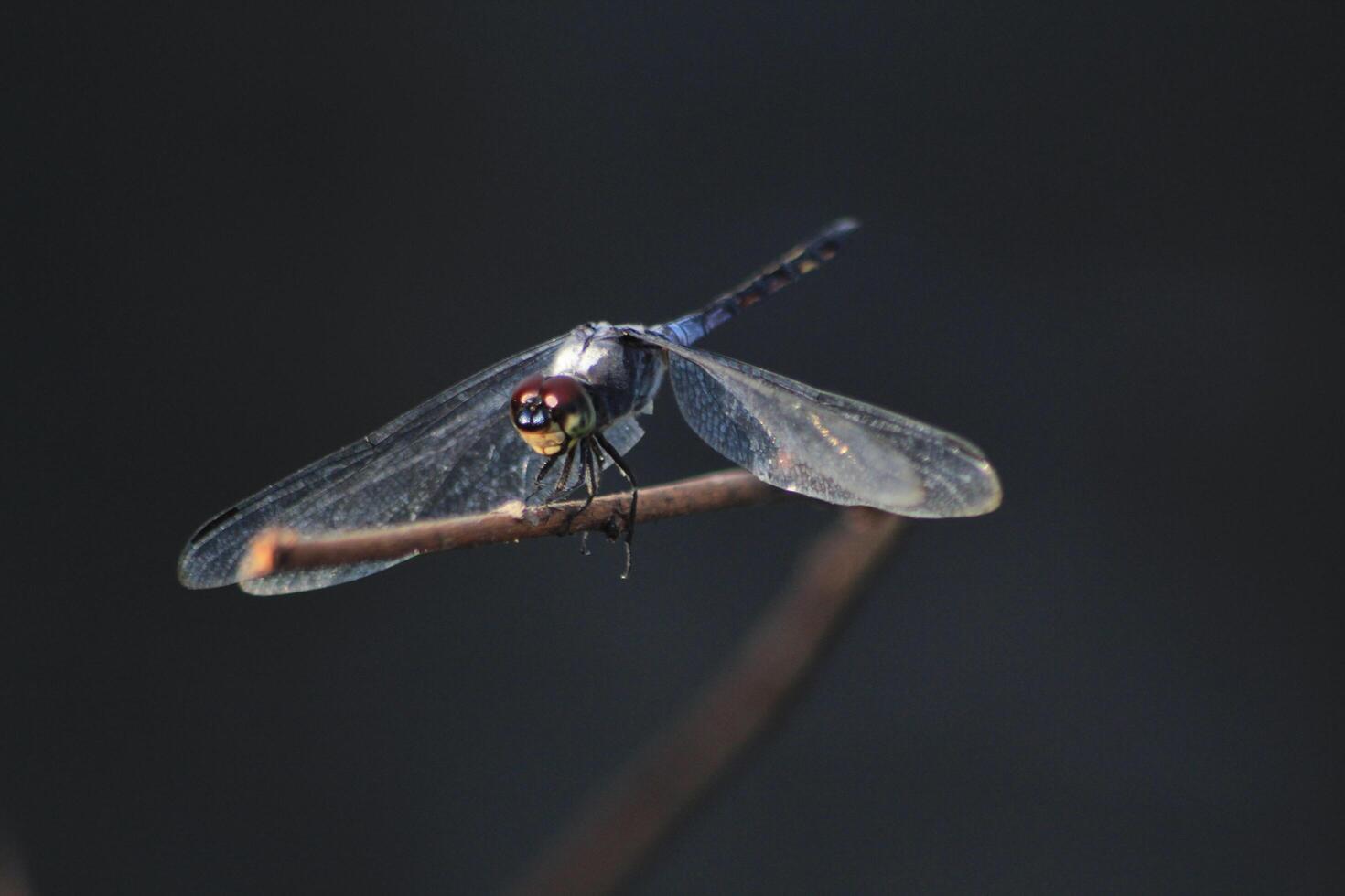 A dragonfly sits on a twig photo