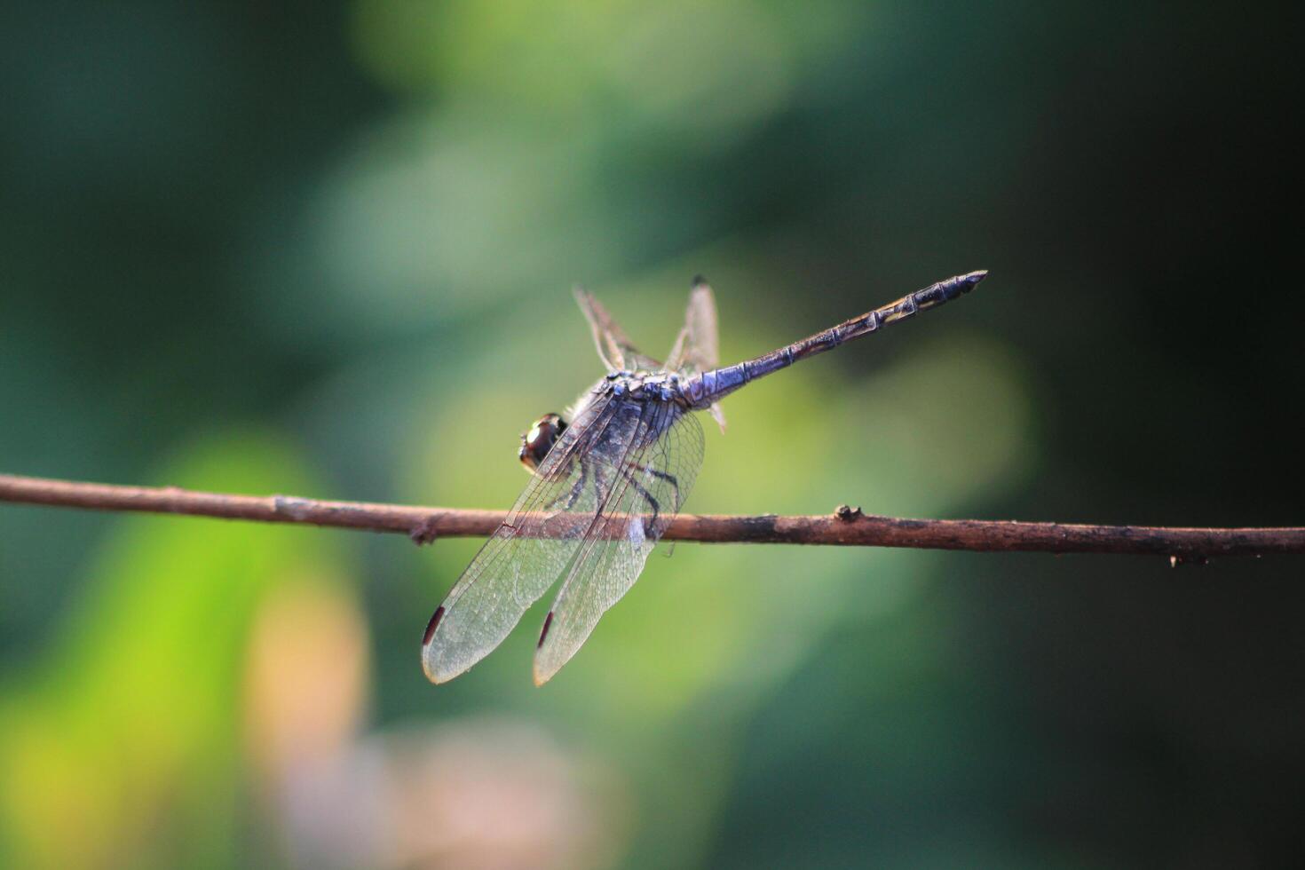 Dragonfly on a branch photo