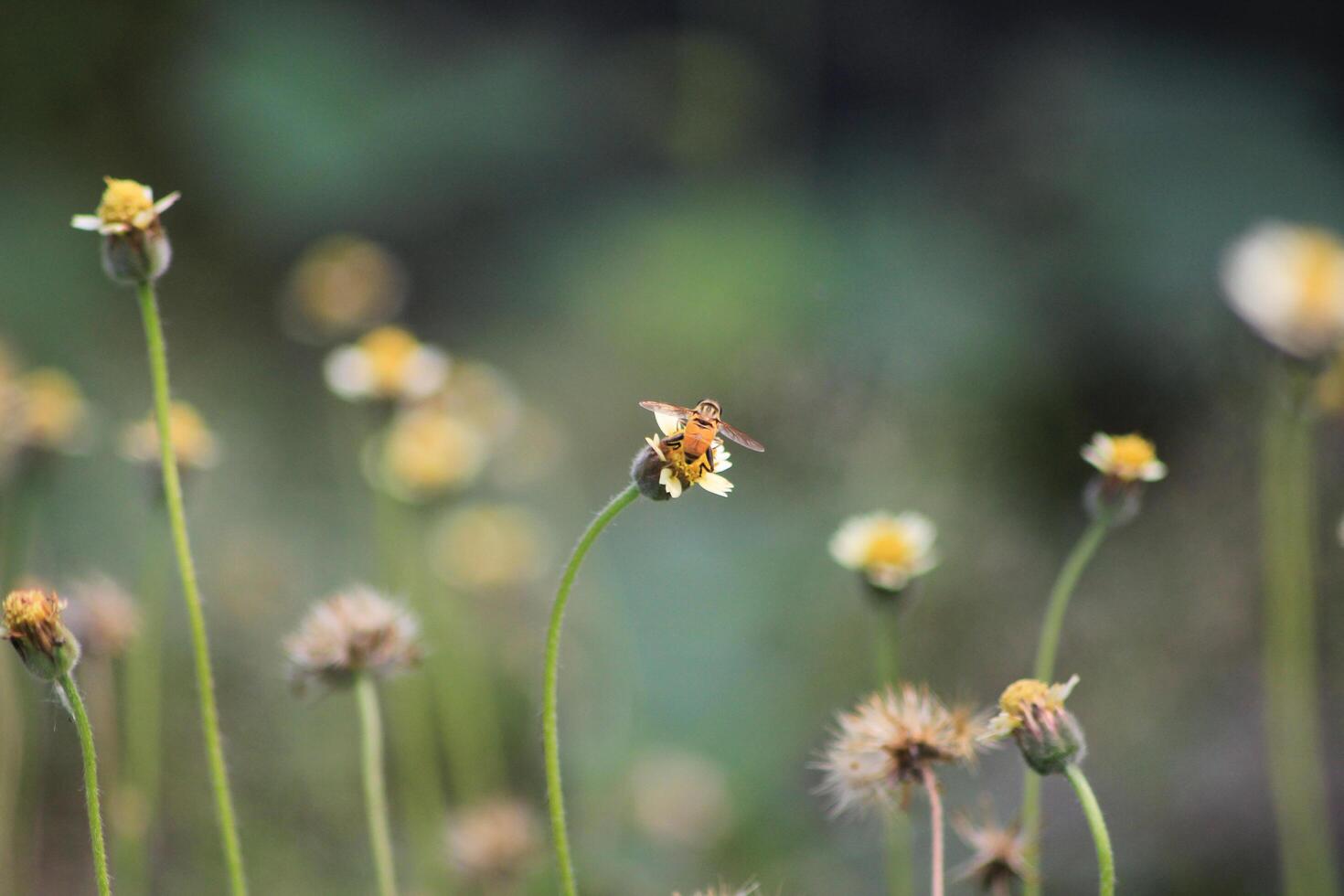 A bee on a flower in a field photo