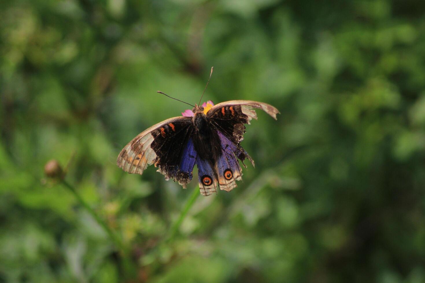 A butterfly with a purple and black body photo