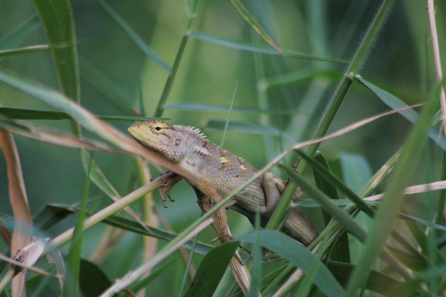 A lizard is sitting in the grass and looking around photo