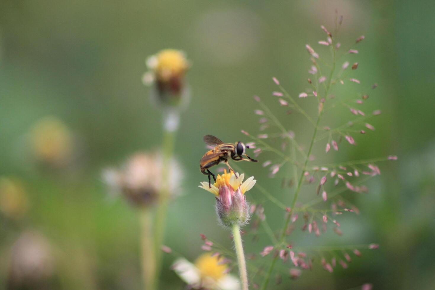 A bee on a flower in a field photo