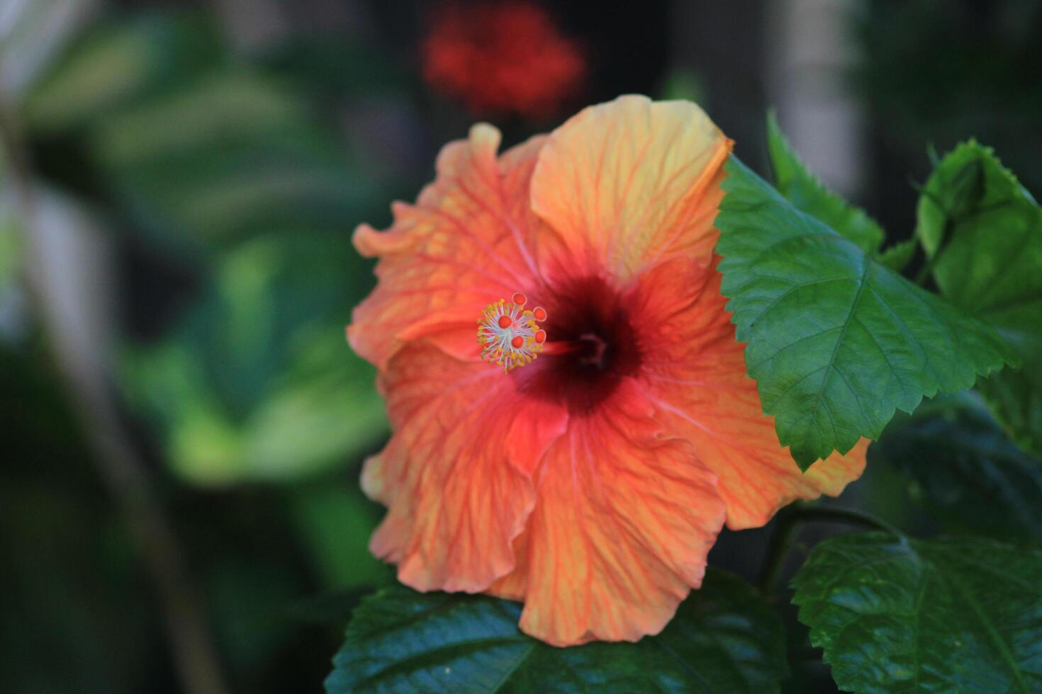 An orange flower with a red center photo