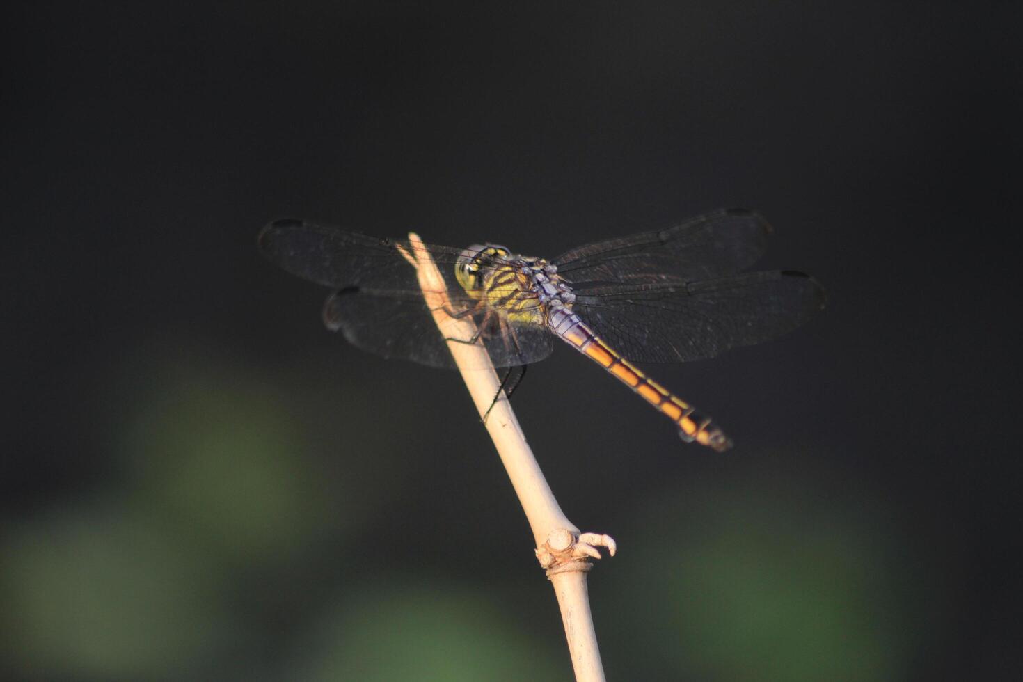 A dragonfly is perched on a stick photo