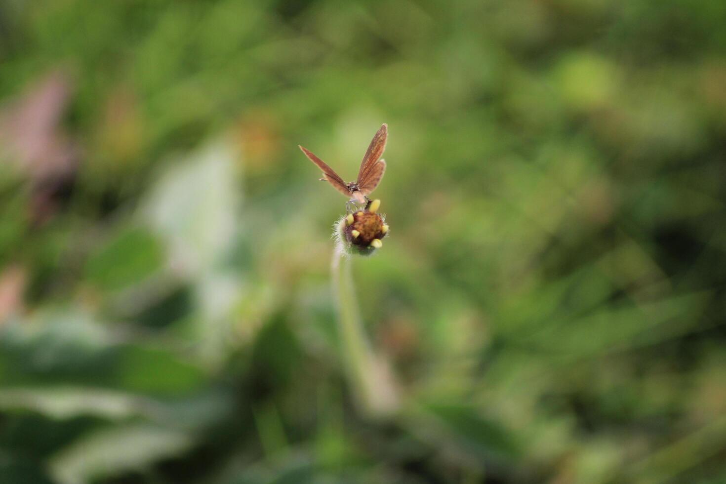 A small insect is sitting on a stem photo