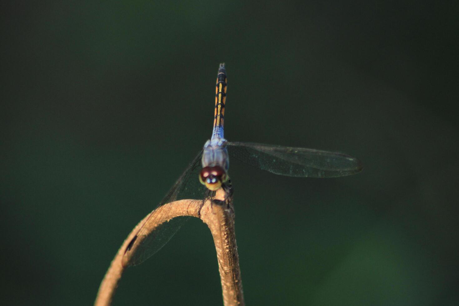 A dragonfly sits on a twig photo