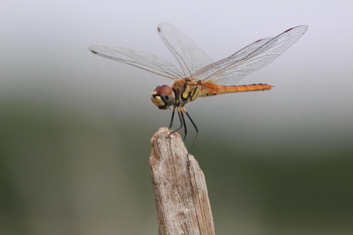 A dragonfly is perched on a stick photo
