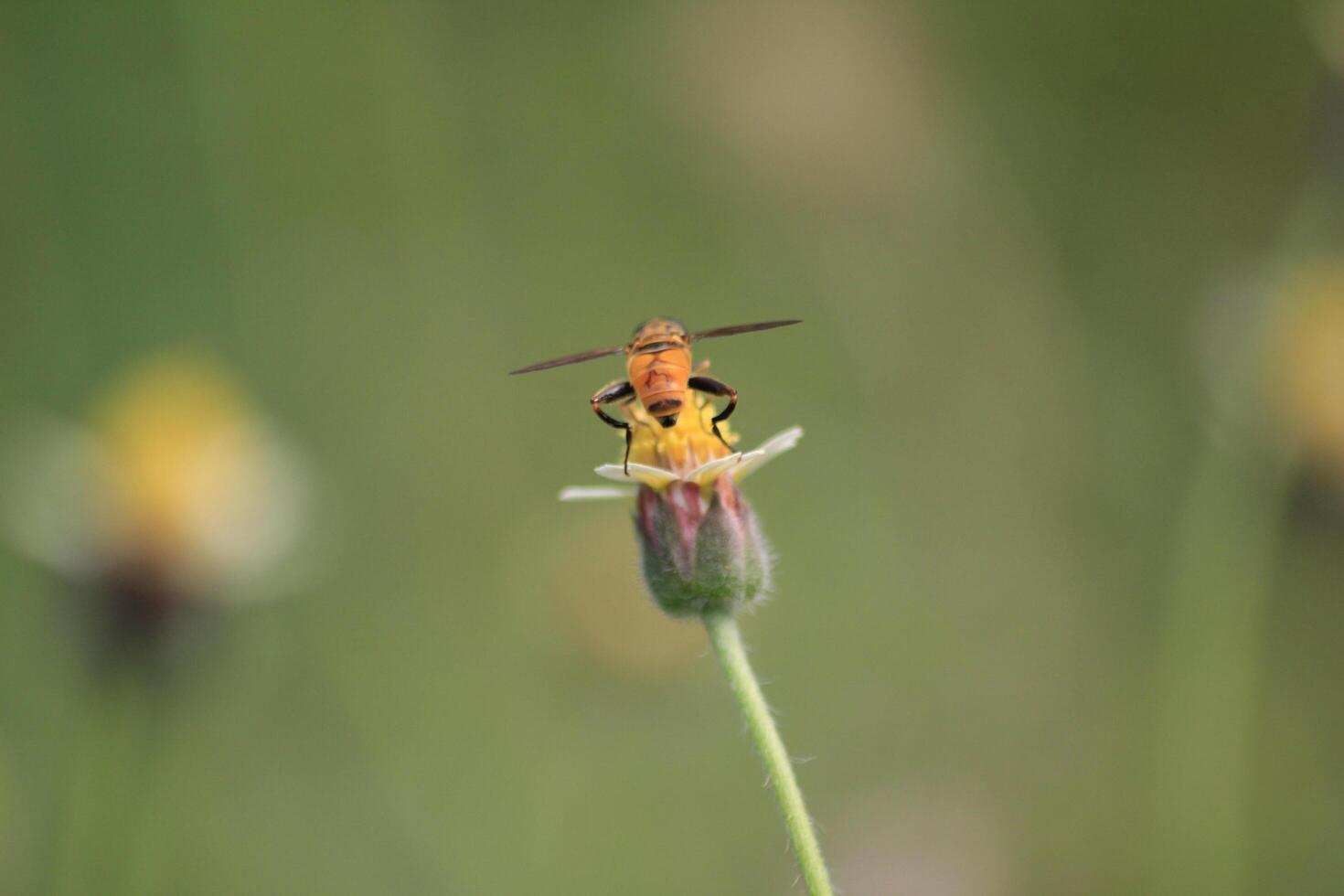A bee is perched on a flower photo