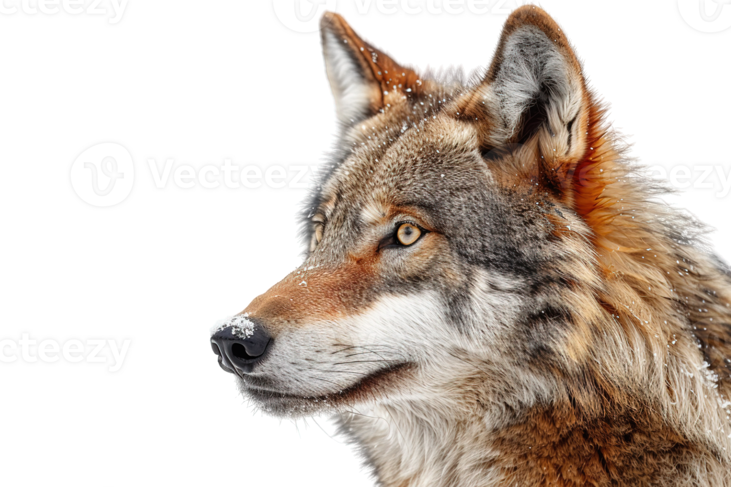 side view wolf isolated on transparent background, png