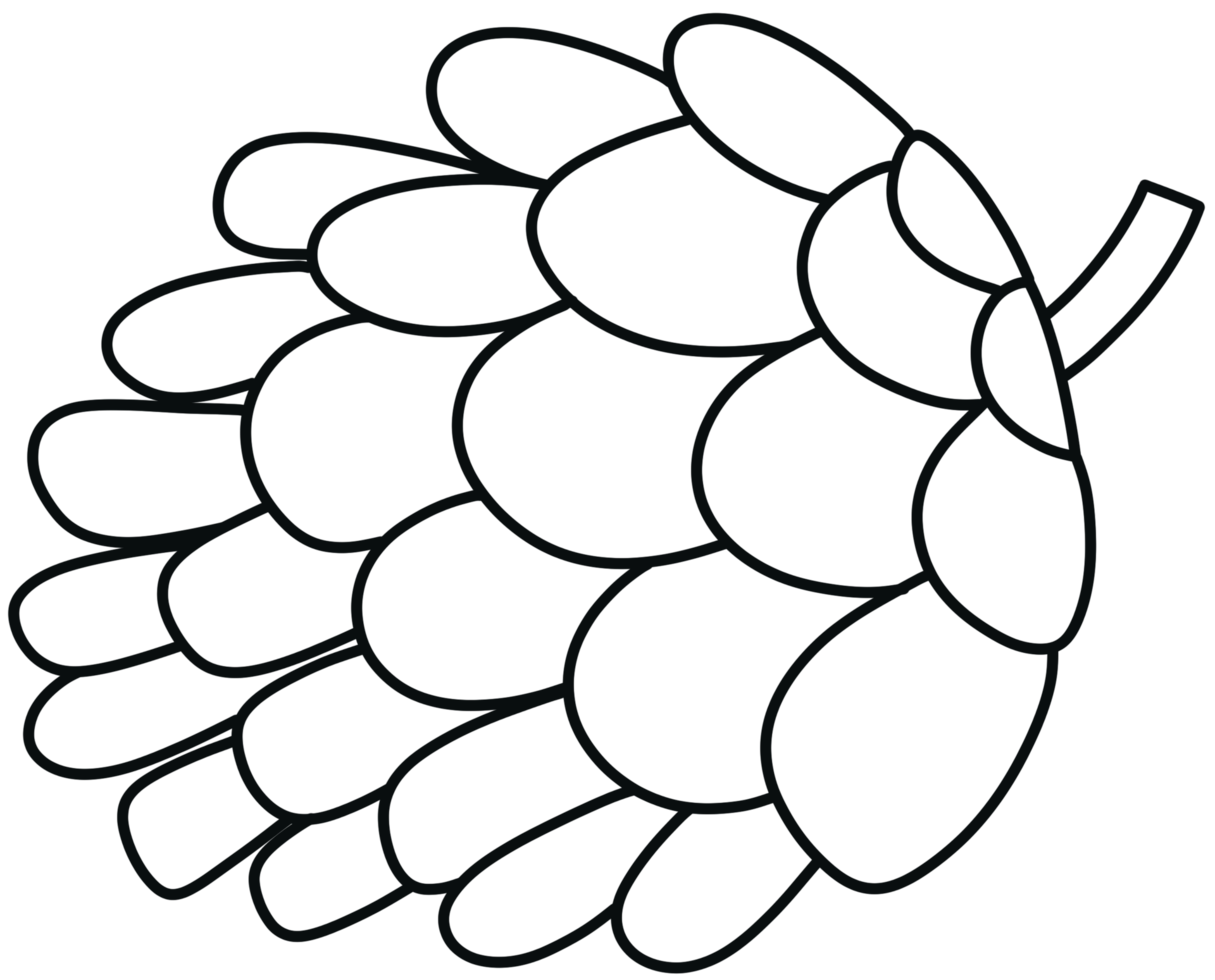 Pine cone doodle line illustration in Fall by hand drawn png