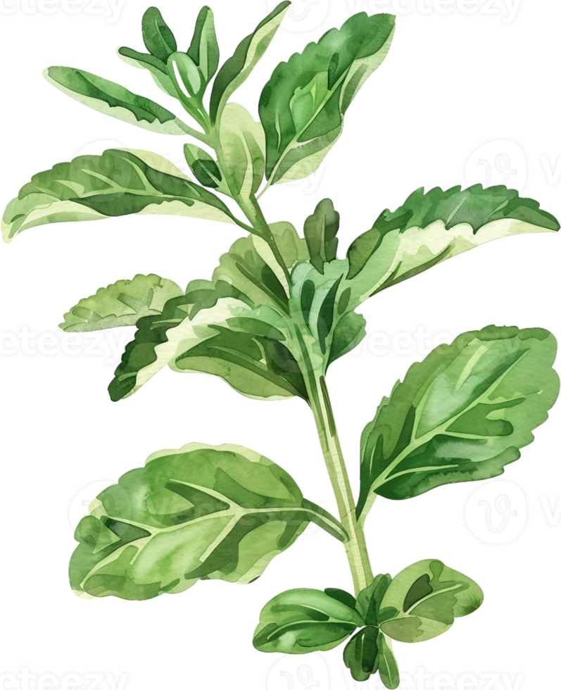 watercolor illustration of a plant with leaves png