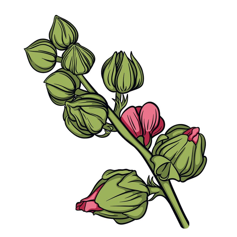 Exquisite and detailed botanical illustration depicting a beautiful branch of flowering mallow, color outline image vector
