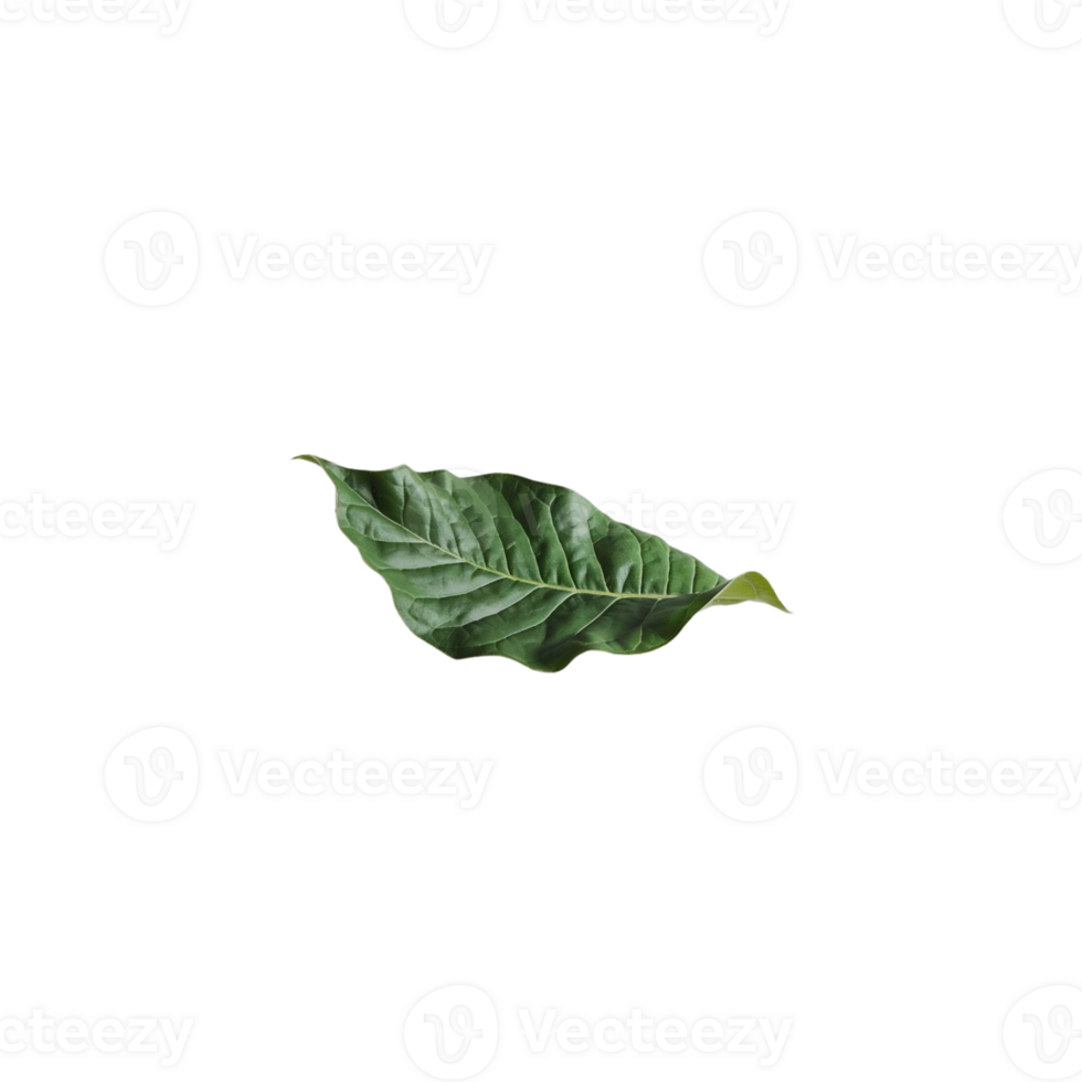 Transparent background with green leaves png