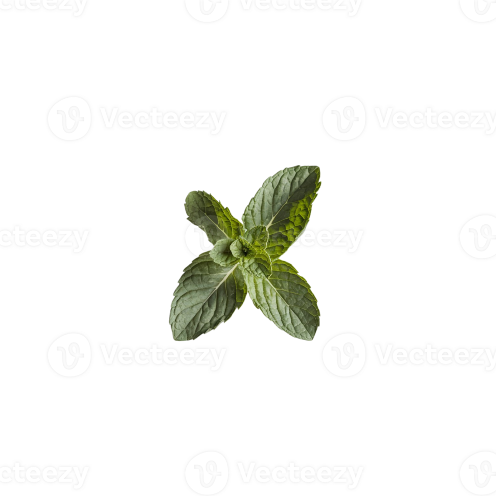Fresh mint leaves against a transparent background png