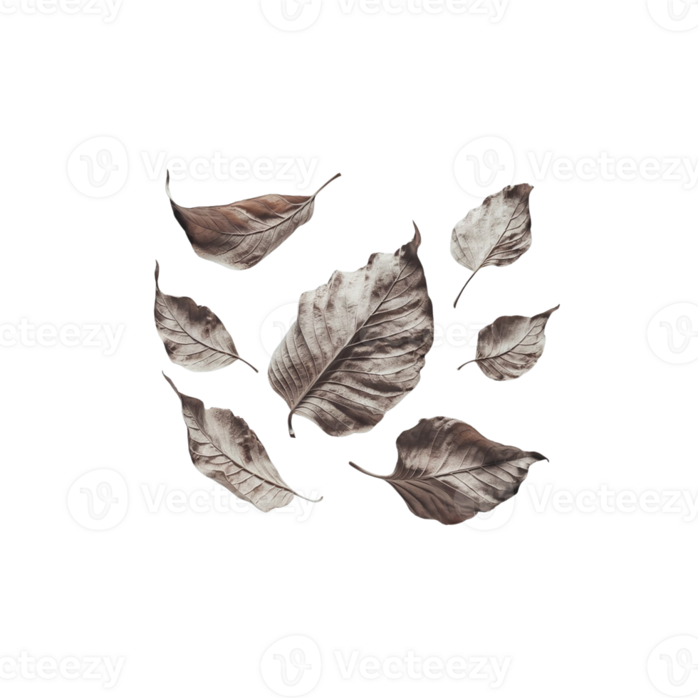 Visual of dead leaves floating on a transparent backdrop png