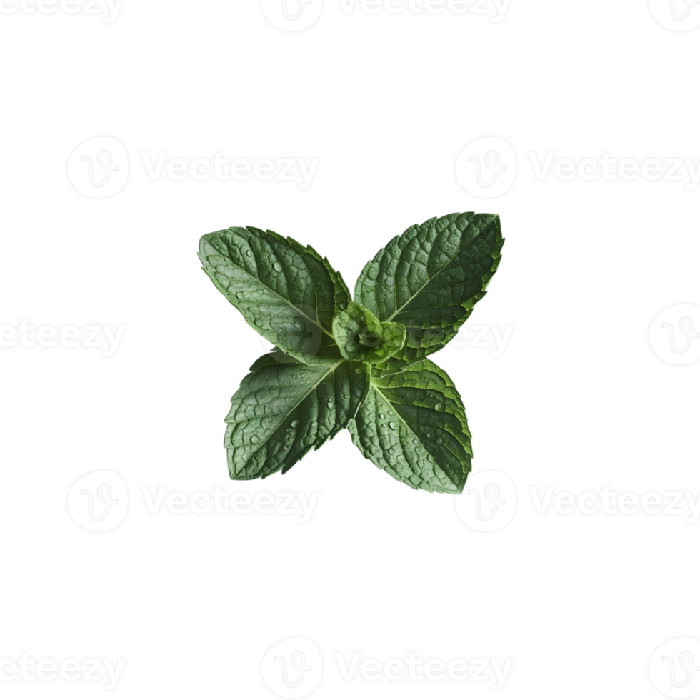 Fresh green mint leaves on a see-through background png