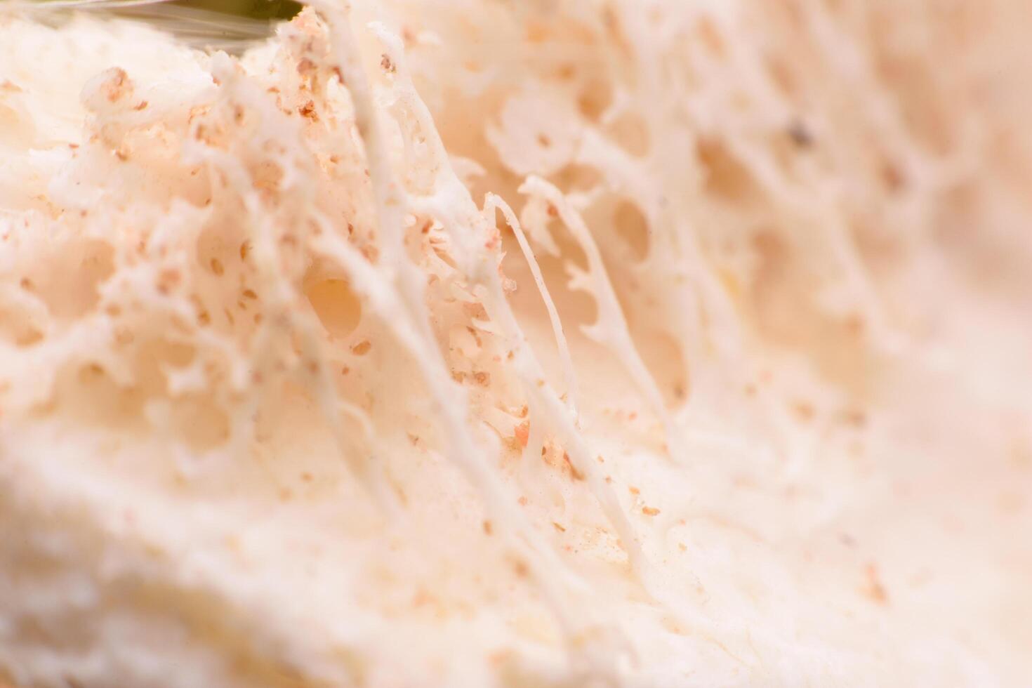 Close-up of a bone showing holes or structures within the bone. photo