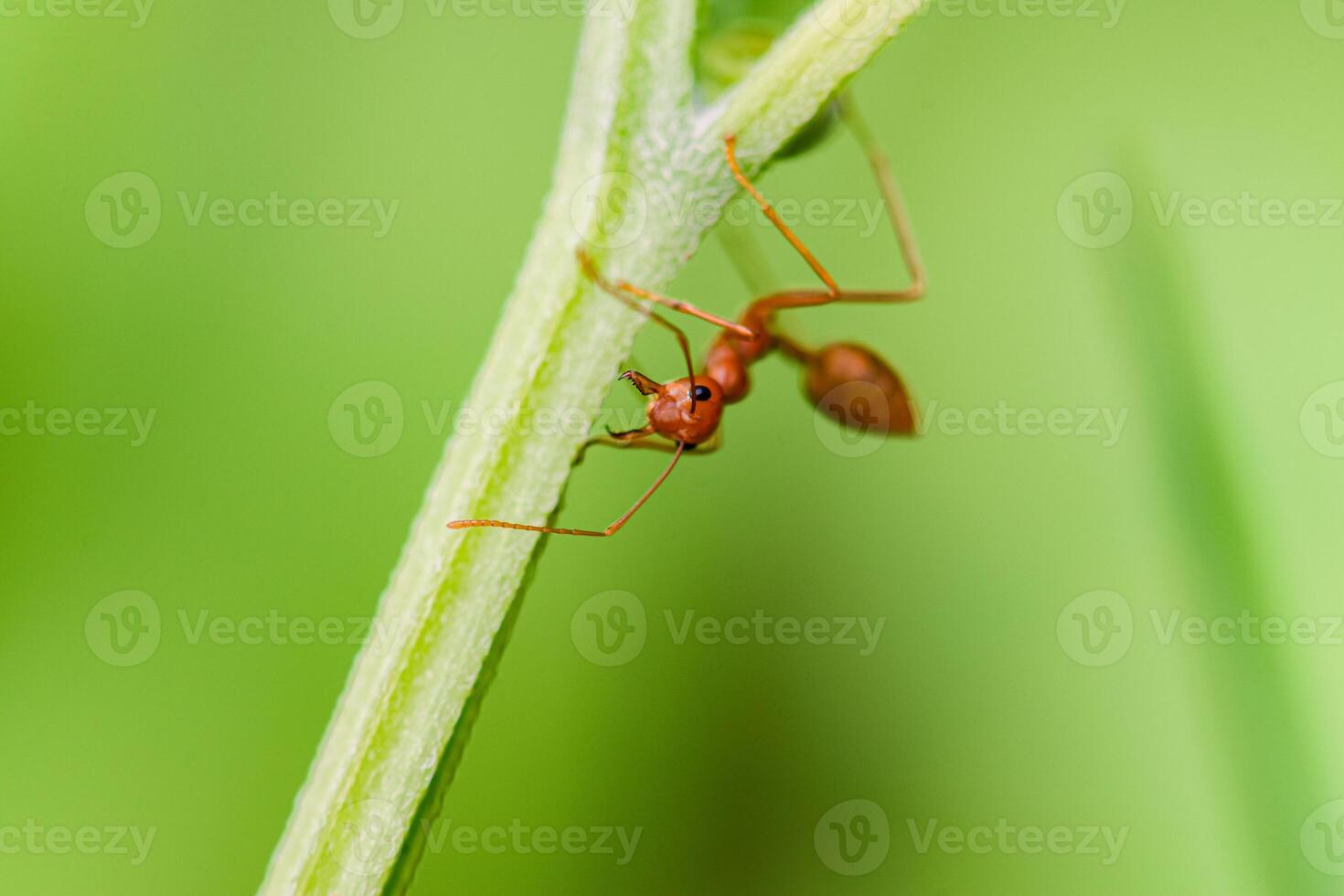 Closeup of three red ants clinging to each other on the edge of a log in a green background. photo