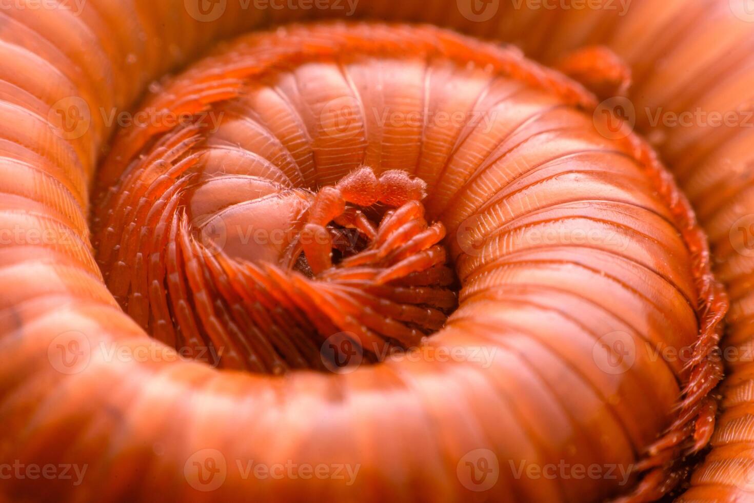 Close-up photo of a millipede The animal with the most legs was curled on the ground. To watch out for dangers that will happen to itself