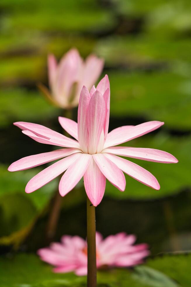 Closeup of pink water Lilly flower in botanical garden, Mahe,Seychelles photo