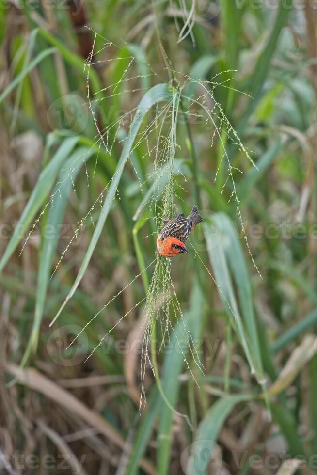 Single endemic male Madagascar fody bird on guinea grass eating seeds, Mahe, Seychelles photo