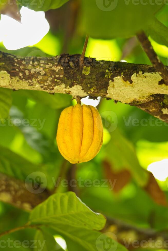 Cocoa on tree in the spice garden on Mahe, Seychelles photo