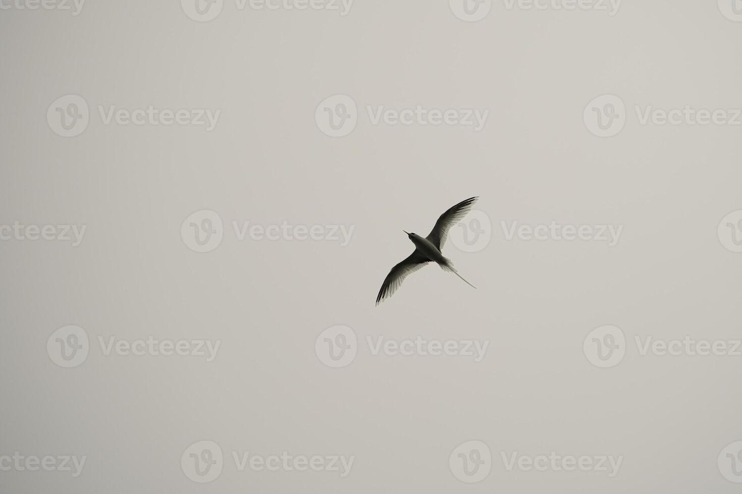 Single white tailed tropical bird flying under cloudy sky, Mahe Seychelles photo